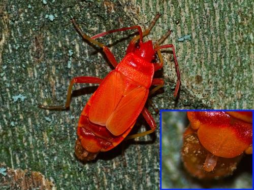 Réf. 309 082 : Pyrrhocoris apterus